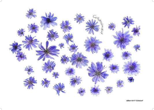 Cichorium intybus