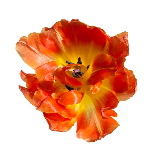 Tulip
